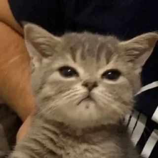 😠 emoji мяв Telegram sticker 6 of 115