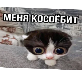 🐱 emoji Злые наркотики Telegram sticker 22 of 34
