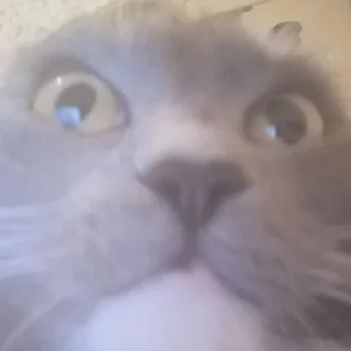 😨 emoji кiшка маруся Telegram sticker 13 of 55