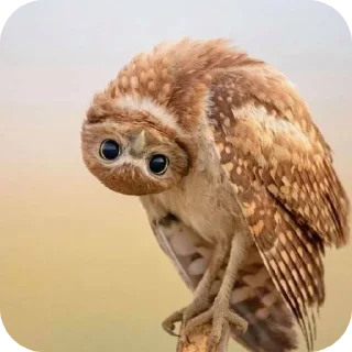 🦉 emoji Owls • @Earth928B Telegram sticker 23 of 40