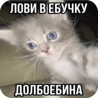 🐱 emoji Стики мамы Telegram sticker 13 of 61