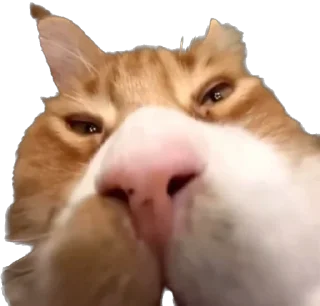 😴 emoji айфон ебёт Telegram sticker 2 of 105