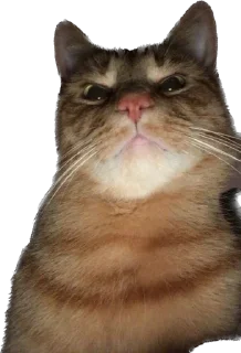 😠 emoji айфон ебёт Telegram sticker 23 of 105