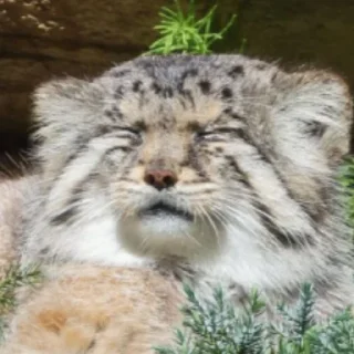 😌 emoji Бол ворлд доминейшн Telegram sticker 21 of 21