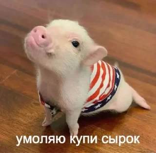 🙏 emoji Хрюшки Telegram sticker 24 of 34
