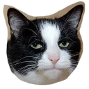 🐱 emoji @TVstickers 🙀 Cats Telegram sticker 24 of 112