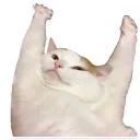 🐱 emoji @TVstickers 🙀 Cats Telegram sticker 5 of 112
