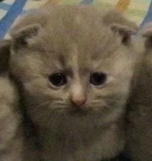 🥺 emoji Пися попа пак Telegram sticker 20 of 58