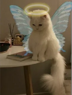 🌟 emoji котыкоты → @kqilina Telegram sticker 21 of 38