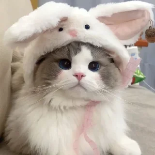 🌟 emoji котыкоты → @kqilina Telegram sticker 11 of 38