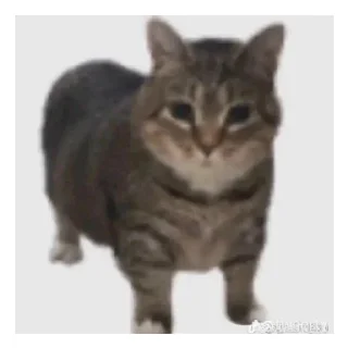 Sticker from белий кролик