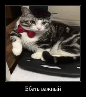 🤑 emoji Комарки @not_a_dude Telegram sticker 20 of 69