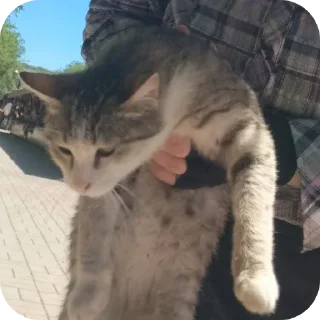 😎 emoji silly cat pic collection Telegram sticker 3 of 23