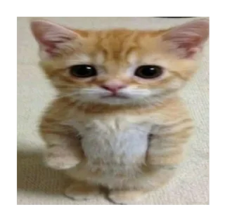 😐 emoji коты Telegram sticker 9 of 120