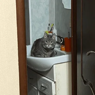 👀 emoji коты Telegram sticker 19 of 20