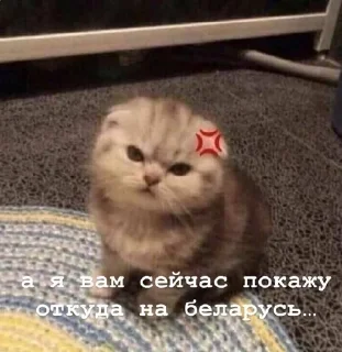 🌟 emoji фразочки Telegram sticker 21 of 42