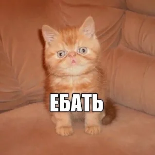 😐 emoji агро коты Telegram sticker 16 of 60