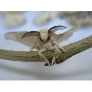 🕷️ emoji Точно не моли Telegram sticker 15 of 41