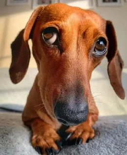 😞 emoji Dogs  • @Mgb_Channel Telegram sticker 15 of 56
