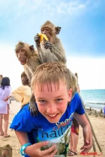 🌟 emoji ДЕНДИ/ЗОЛОТОЙ/ПЕТУЩОК Telegram sticker 14 of 21