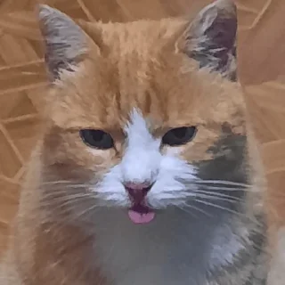 😜 emoji виталик Telegram sticker 15 of 15