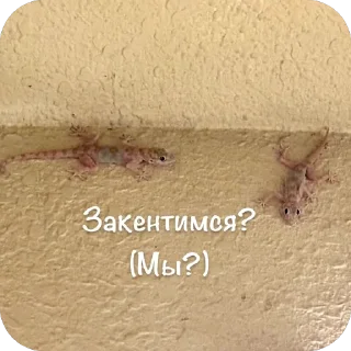 🫥 emoji Дайте на покушать @WHY387 Telegram sticker 6 of 67