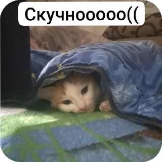 😴 emoji Кот Кузя чееек Telegram sticker 7 of 7