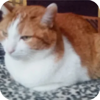 🐱 emoji василий Telegram sticker 15 of 32