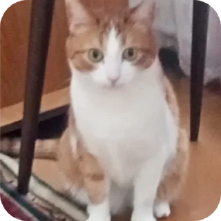 🐱 emoji василий Telegram sticker 12 of 32