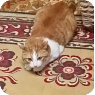 🐱 emoji василий Telegram sticker 22 of 32