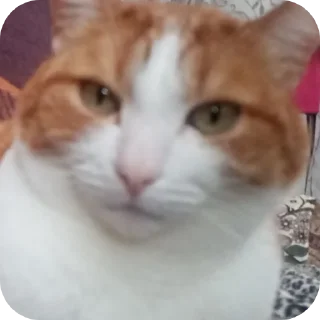 🧏‍♂ emoji василий Telegram sticker 17 of 32
