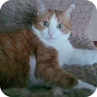 🐱 emoji василий Telegram sticker 8 of 32