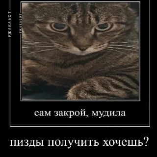 🤬 emoji кот Василий Telegram sticker 14 of 27