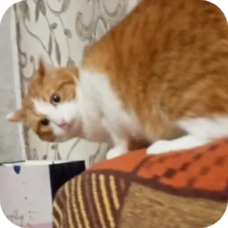 🐱 emoji василий Telegram sticker 23 of 32