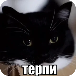 🐱 emoji @dsfaffsd geh, fick dich Telegram sticker 11 of 75