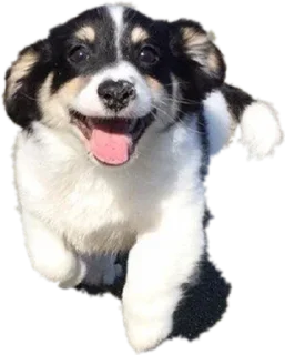 😜 emoji @pluzgo pix Telegram sticker 7 of 77