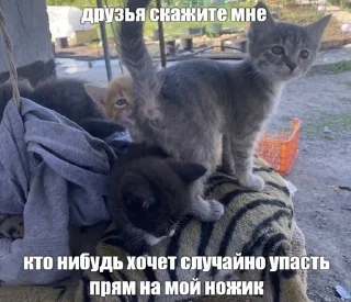 😅 emoji Котята страх Telegram sticker 9 of 56