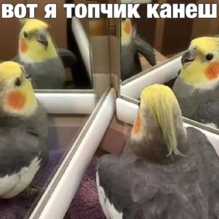 😎 emoji Попуги (@safthome) Telegram sticker 7 of 55