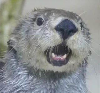 😱 emoji otters Telegram sticker 13 of 29