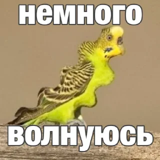 🥴 emoji Попуги (@safthome) Telegram sticker 20 of 55