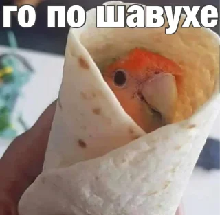 😛 emoji Попуги (@safthome) Telegram sticker 14 of 55