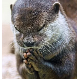 🙏 emoji otters Telegram sticker 16 of 69