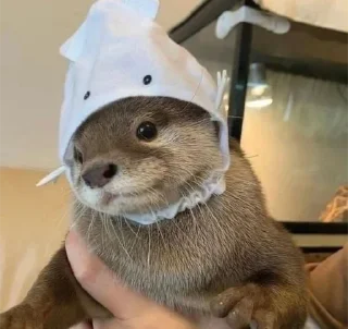 😇 emoji otters Telegram sticker 5 of 29