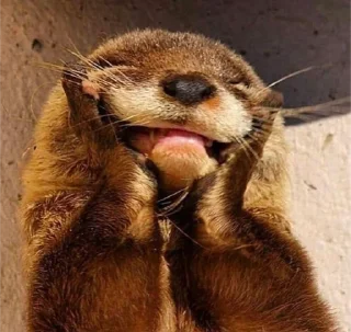 😁 emoji otters Telegram sticker 8 of 29