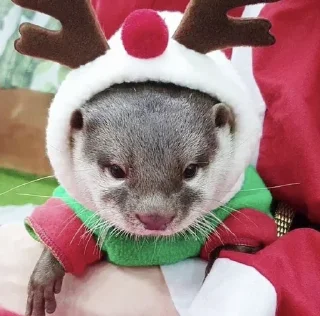🎄 emoji otters Telegram sticker 24 of 29