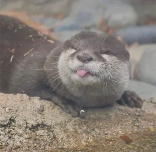 😝 emoji otters Telegram sticker 7 of 29
