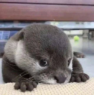🥺 emoji otters Telegram sticker 18 of 29