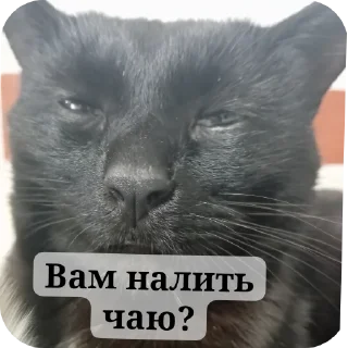 🐱 emoji НВП(на важные переговоры) Telegram sticker 22 of 85