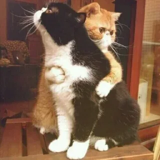 💞 emoji Hassan& simya : @sadlikegod Telegram sticker 9 of 78