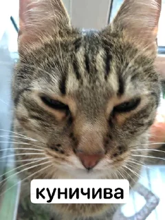 🌟 emoji 👺черкаш👺 Telegram sticker 14 of 18